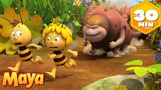 ¡Maya corre con los toros! 🏃‍♀️🐂 La Abeja Maya 🐝 Recopilación | Dibujos animados