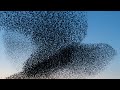 Drohne Vogelaufnahmen in 4K