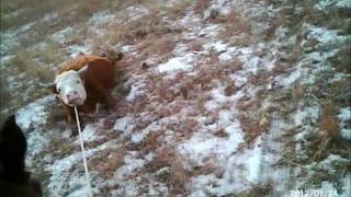 Cactching Prowdy Cattle.wmv Using My I Kam Extreme