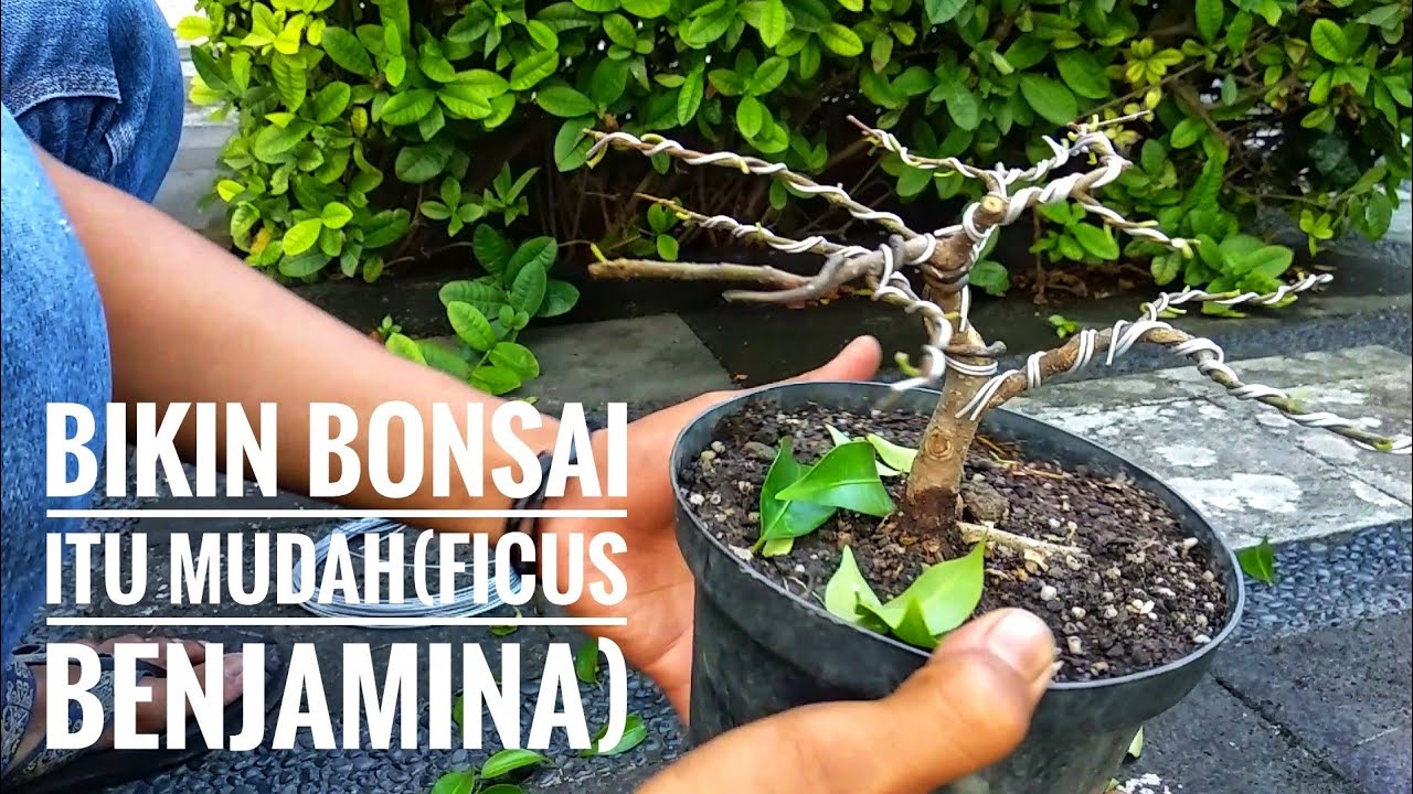 Cara Membuat Bonsai Beringin Mame Ukuran Kecil ( Ficus Benjamina) - Youtube