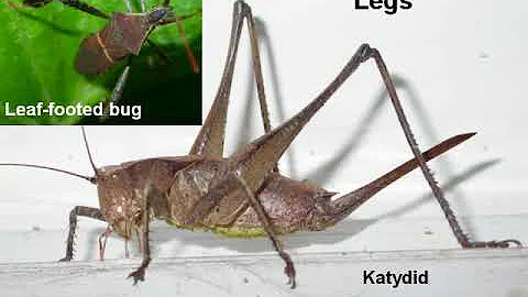 General Entomology and Insect Identification Resou...