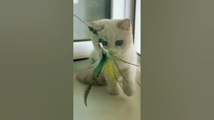 Video 9432011: british shorthair silver cat, britishshorthair kitten cutecat, britishshorthair cute kitten