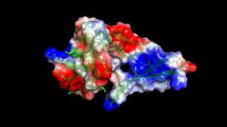 SMARCAL1 (202-268) electrostatic surface PyMOL SMARCAL1 (202-268) electrostatic surface PyMOL