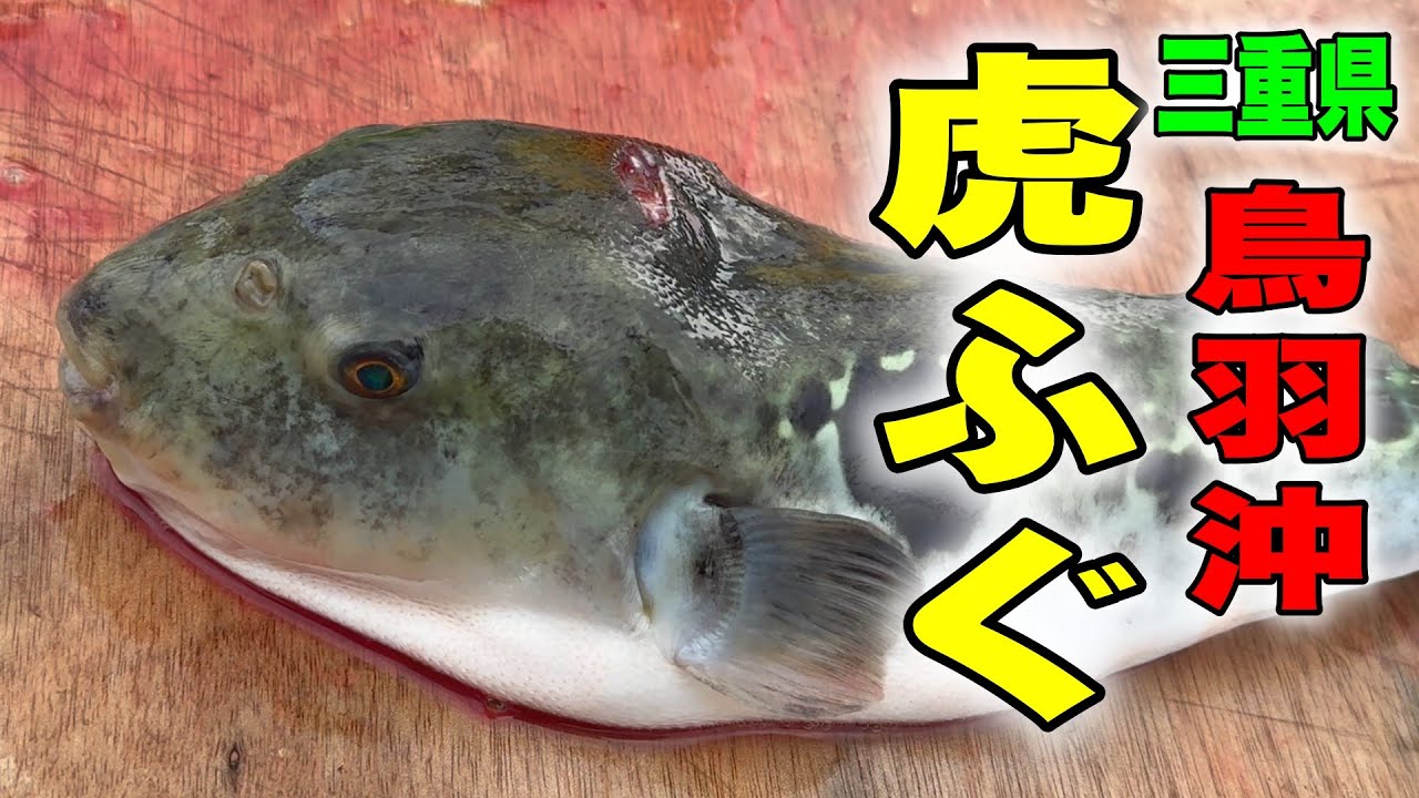 《三重・功成丸》【虎狩り】これが秘密のベールに包まれた三重県鳥羽沖のトラフグ釣りだ！2025 02 17トラフグ