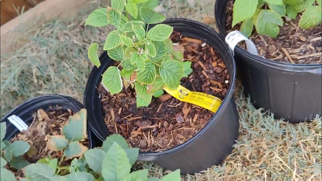 Blackberry and Raspberry plants YouTube