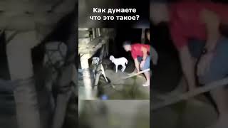 Нечто странное присосалось к козленку