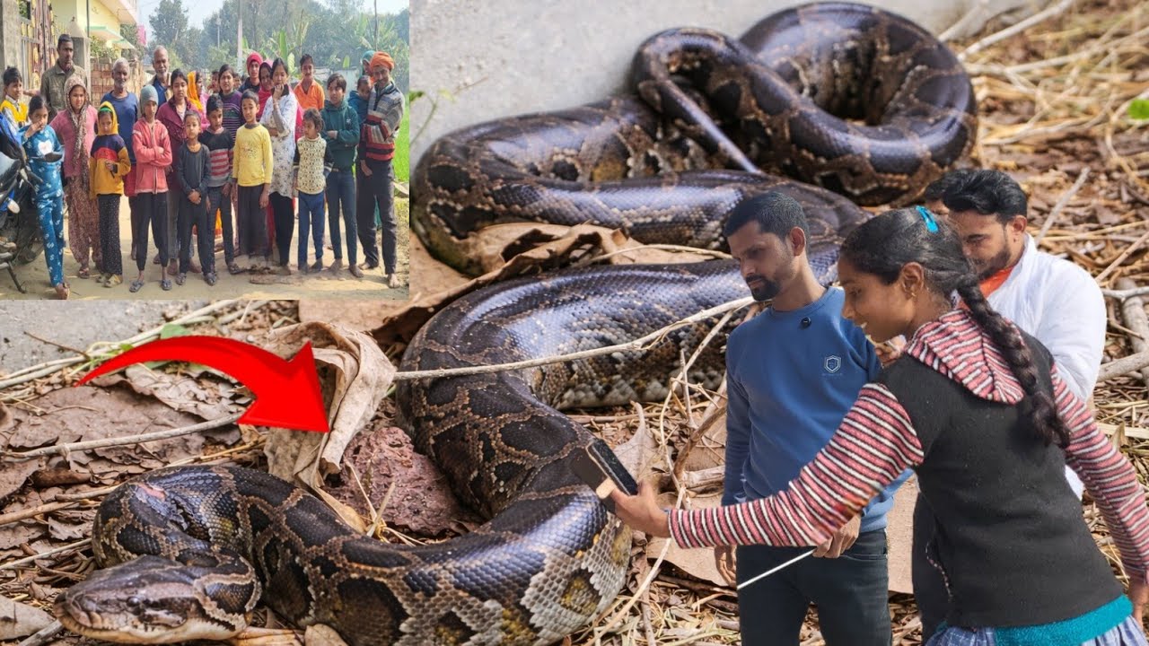  बागीचे में निकला विशालकाय अजगर 😱,बेहद गुस्सैल आखिर कैसे हुआ रेस्क्यू । Indian Rock Python 