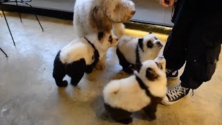 Hunde Im Panda Style Youtube
