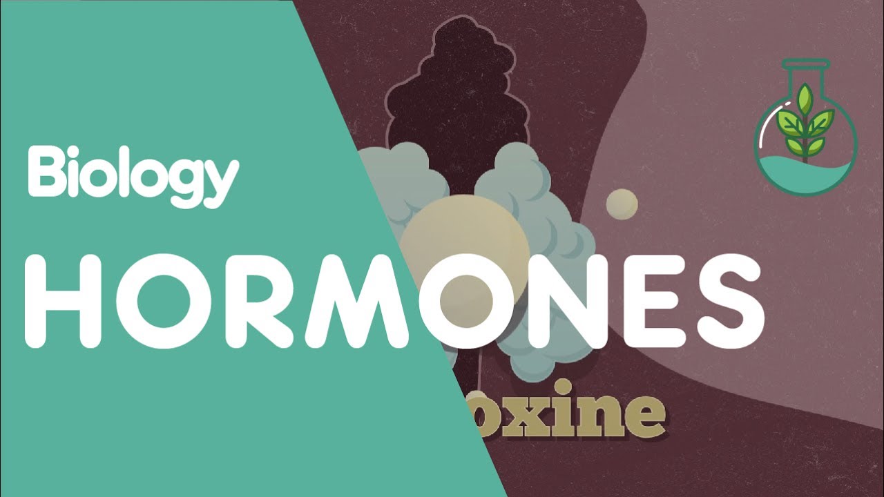Hormone in 3 Minuten erklärt - Biologie kurz und knapp - Wirkungsweise Peptidhormone Steroidhormone