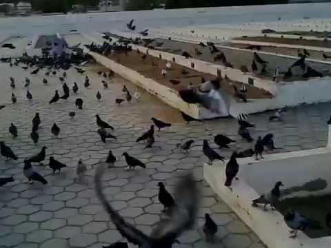 أبواب الشام السبعة تنعيكي أم سمر