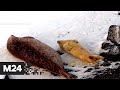 Милота! В Приморье обнаружили молодую семью тюленей - Москва 24