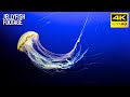 JellyFish in the Dark / Free Stock Footage