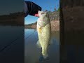 Blackbass en diciembre con jig.