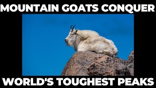 How Mountain Goats Conquer the World's Toughest Peaks