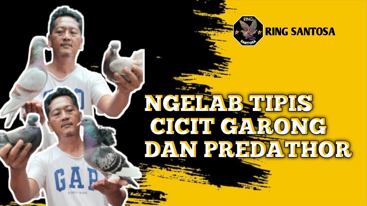 CICIT GARONG DAN PREDATHOR JOS GANDOS JAWARA DIMASA MENDATANG#pmti#Ringsantosa#merpatikolong