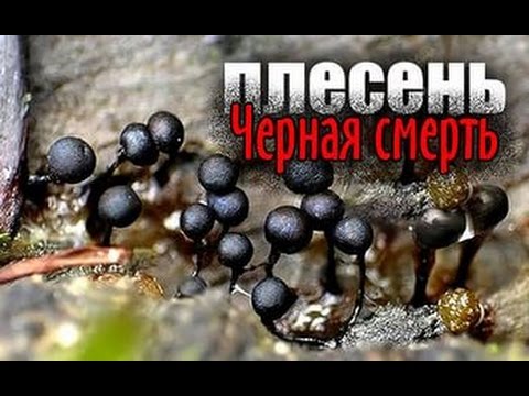 Интересные факты .Плесень