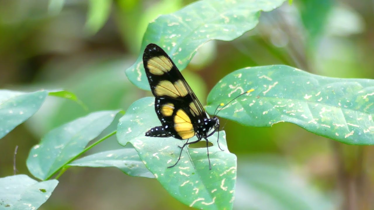 Methona butterfly, French Guiana
