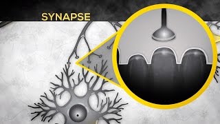 Thinking Brain | Mysteries of the Brain