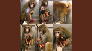 Download Lagu Funkey Monkey