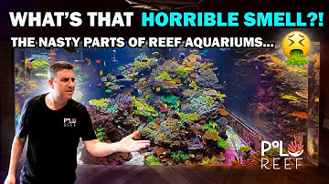REEF TANK MAINTENANCE: THE STINKY PART NO ONE TALKS ABOUT!