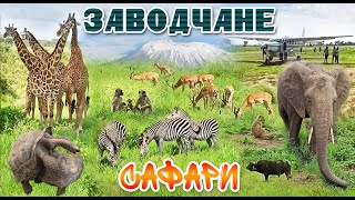 Заводчане - Сафари (Официальный клип 2021)