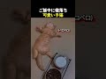 ご飯中に寝落ち可愛い子猫
