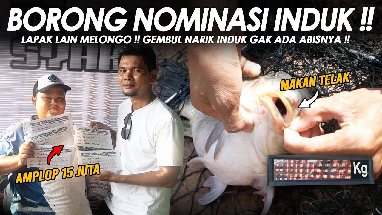 GAMPANG BANGET JUARA DI LAPAK POJOK !! BORONG HAMPIR SEMUA NOMINAS BAWA PULANG 5 AMPLOP || Am#597