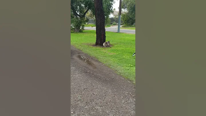 Cute little Koala runs away from swooping Magpies.