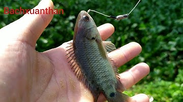 Câu cá rô đồng phải biết chọn điểm câu mới được phê