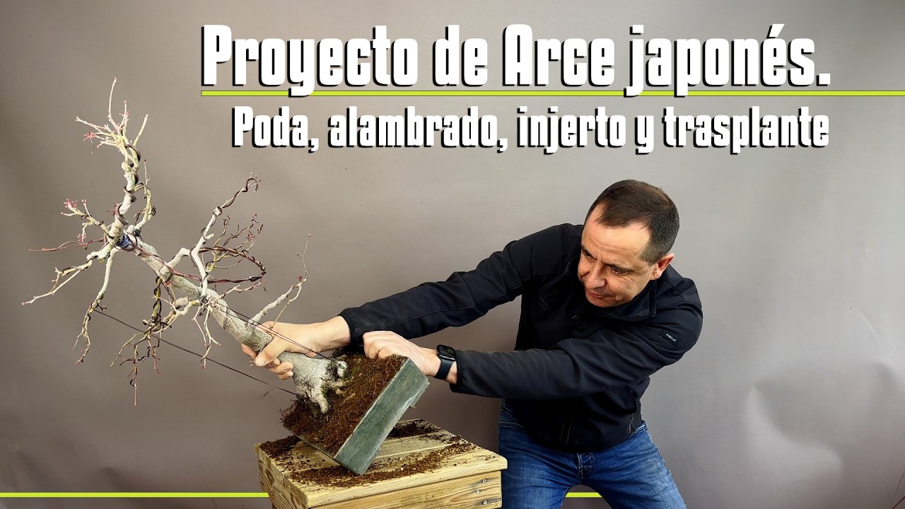 Proyecto de Arce japonés  Poda alambrado, injerto y trasplante.