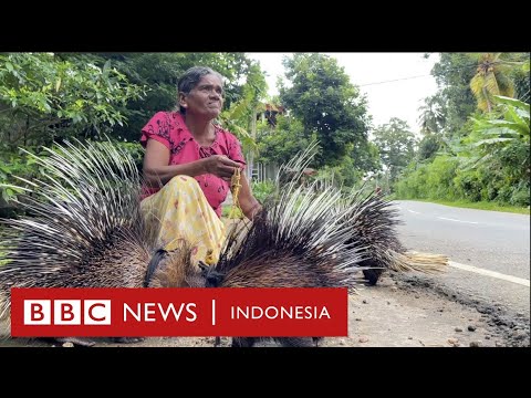 Video: Apa yang dimakan landak di alam dan di penangkaran?