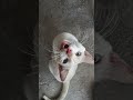 CONOSCAN A MI GATITO posa para la camara SE LLAMA CHITO🐱🤍#gatitos #viral #tierno
