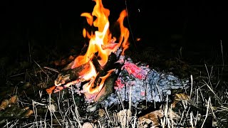 A Quiet Forest Campfire at Night 🔥 Raw Fire Sounds for Sleep
