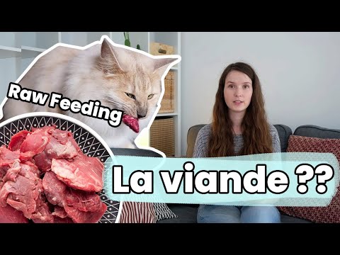 Vidéo: Un Chat Domestique Peut-il être Nourri Avec De La Viande Crue ?