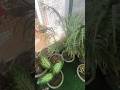 Ye h mera sukoon Garmi bahut h dono time plants ko pani de #growthpromoter #growingsolutions #plants