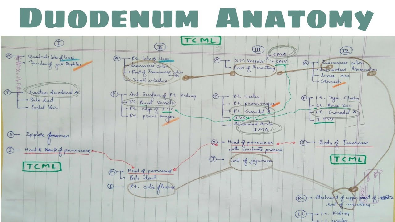 Duodenum Anatomy - 5 ( Relation : 4 th Part ) - YouTube