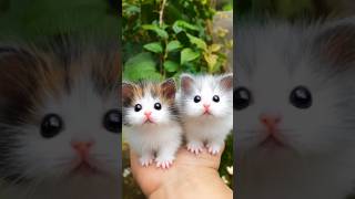 Micro Kittens Eating Broccoli The Cutest Pocket Kitten Moments