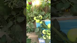 Tomatoes on rooftop garden #gardening #shorts