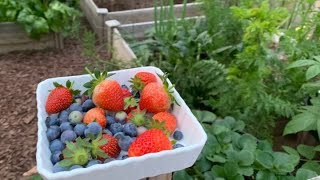 Picking Homegrown Blueberries & Strawberries for Backyard Picnic | Garden Tour | Los Angeles