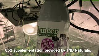 Peg City Cannabis - Flower Room Update in the 4x8 Vivosun Tent - Co2 provided by @TNBNaturals