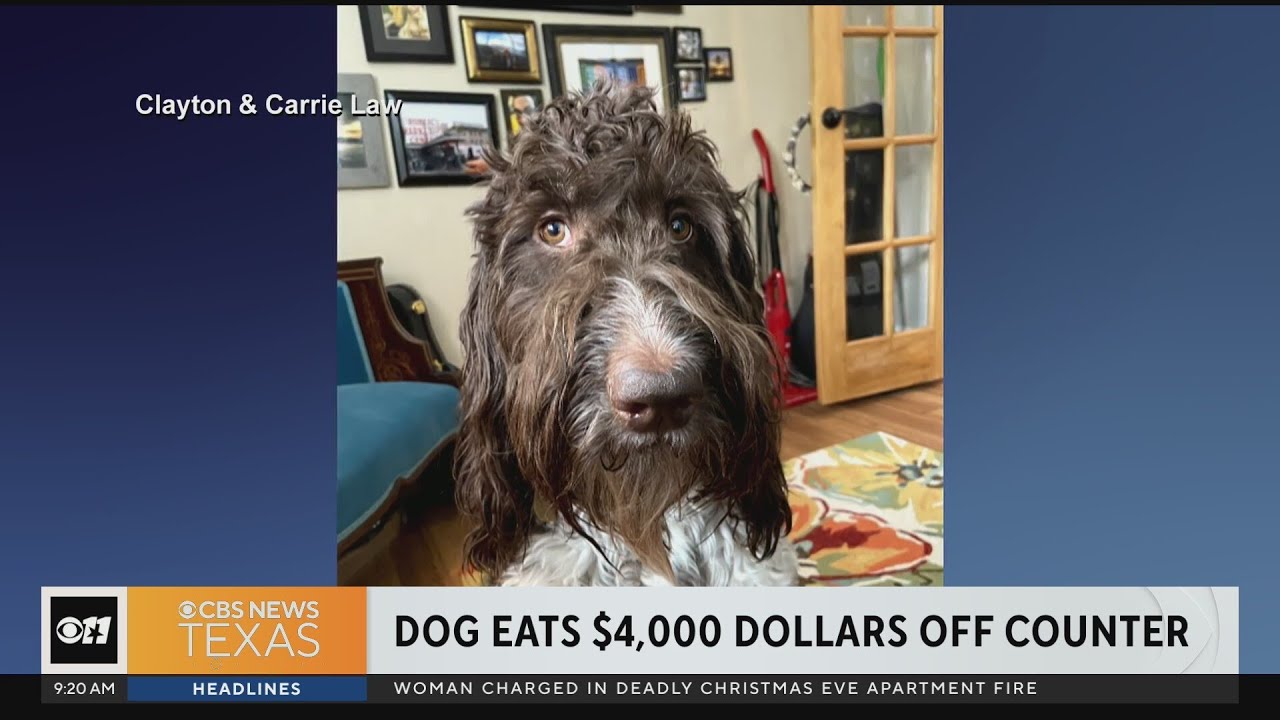 Dog eats 4,000 off counter YouTube