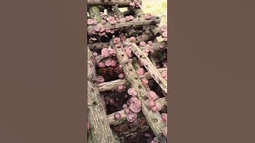 Growing Shiitake Mushrooms on Logs #satisfying @HappyFarm85