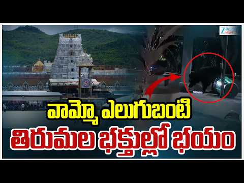 Bear Spotted In Tirumala | Tirumala Ghat Road | వామ్మో బంటి..  తిరుమల భక్తుల్లో భయం | ZEE - ZEE24TELUGUNEWS