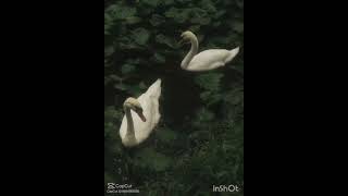 BELVIRA — where dreams bloom.#BELVIRA #AestheticVibes #DreamyAesthetic #SoftTones #VisualPoetry #Moo