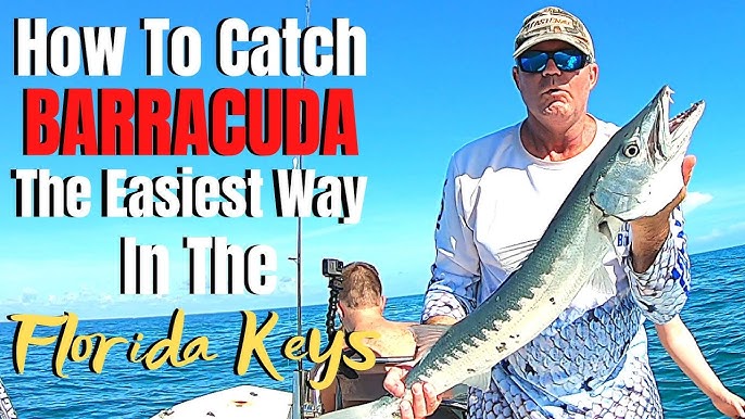 Barracuda Fishing Tips and Tactics