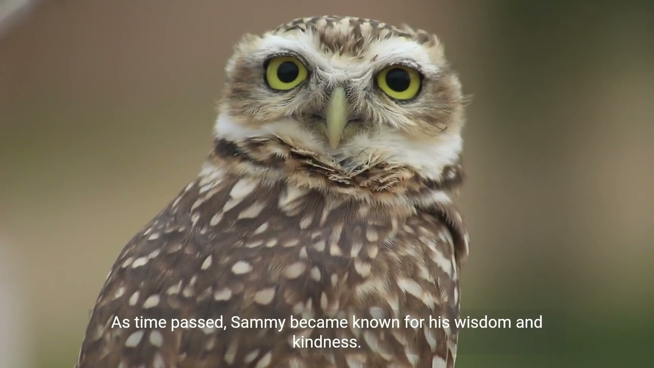 The Wise Owl and the Curious Squirrel   A Heartwar 2 | kids story | moral story