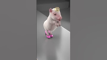 Con heo Đất - Con lợn biết nhảy - Con Heo Đi Hài Đỏ - Con Heo Tiktok