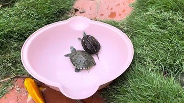 Bắt con cá vàng bơi trong vườn , suối cạn nước ,cá molly , cá chép, cá beta , rùa , ếch, tôm, cá koi