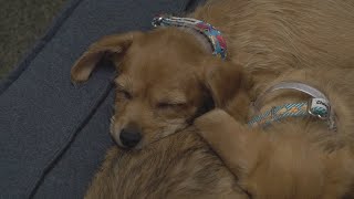 5 puppies found in Columbus dumpster
