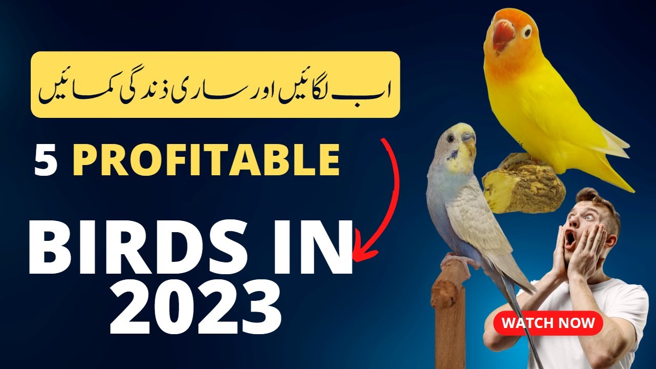 Top 5  Profitable Birds in 2023. How to earn money in 2023 from birds